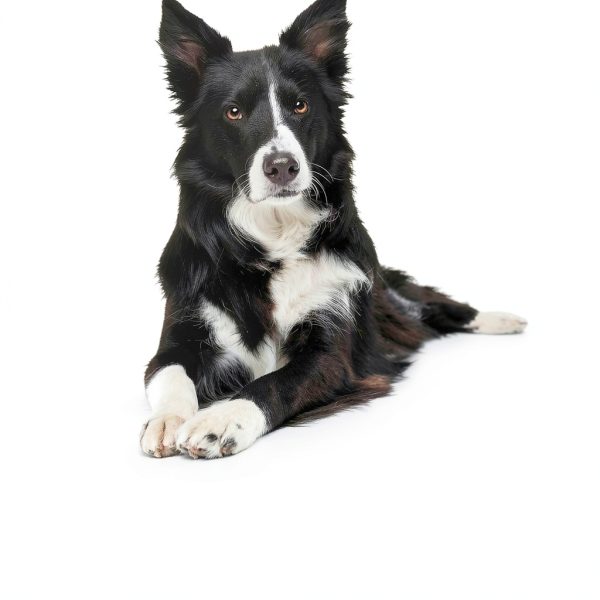 Vets Best Natural Flea Tick Shampoo Dogs Puppies-8