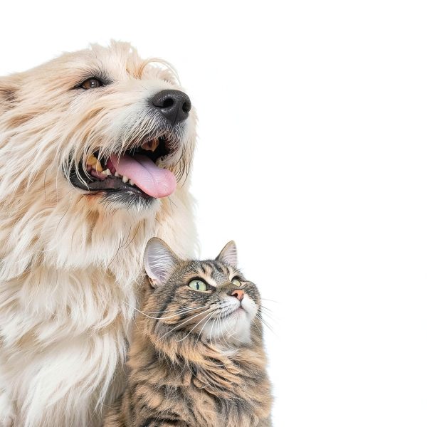 ADAMS Flea Tick Spray Pet Treatment Kills Repels Mosquitoes-3